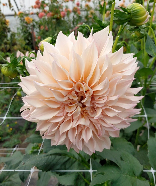 Dahlia Tubers | Arcana Gardens and Greenhouses