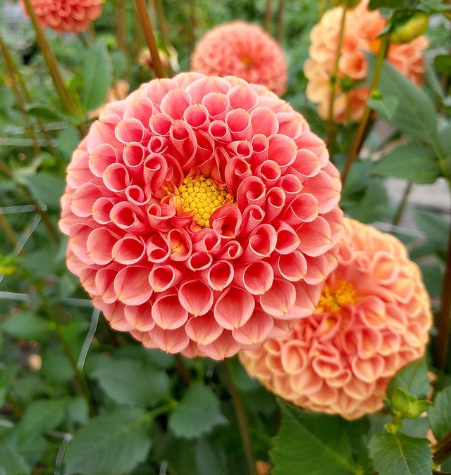 Dahlia Tubers | Arcana Gardens and Greenhouses