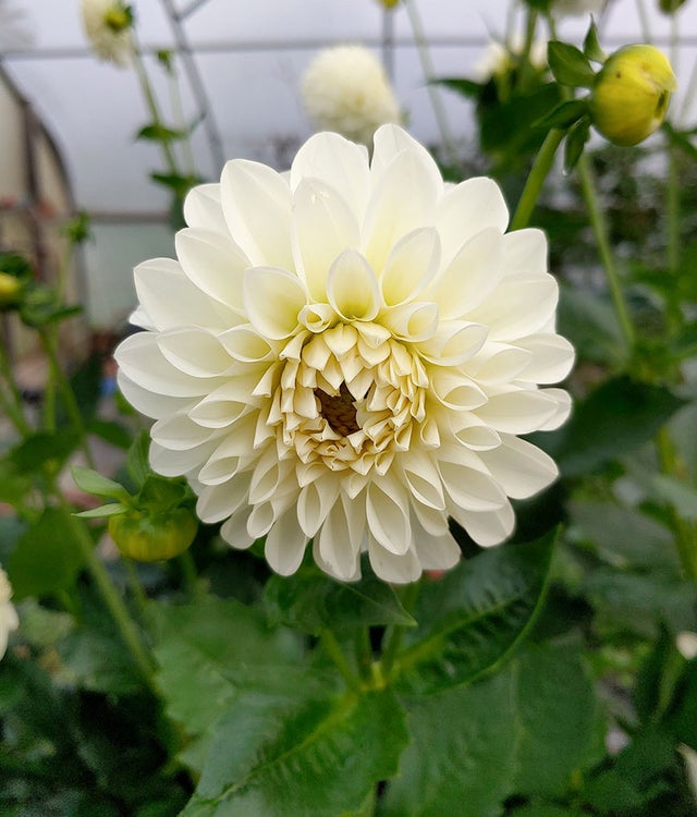 Dahlia Tubers | Arcana Gardens and Greenhouses